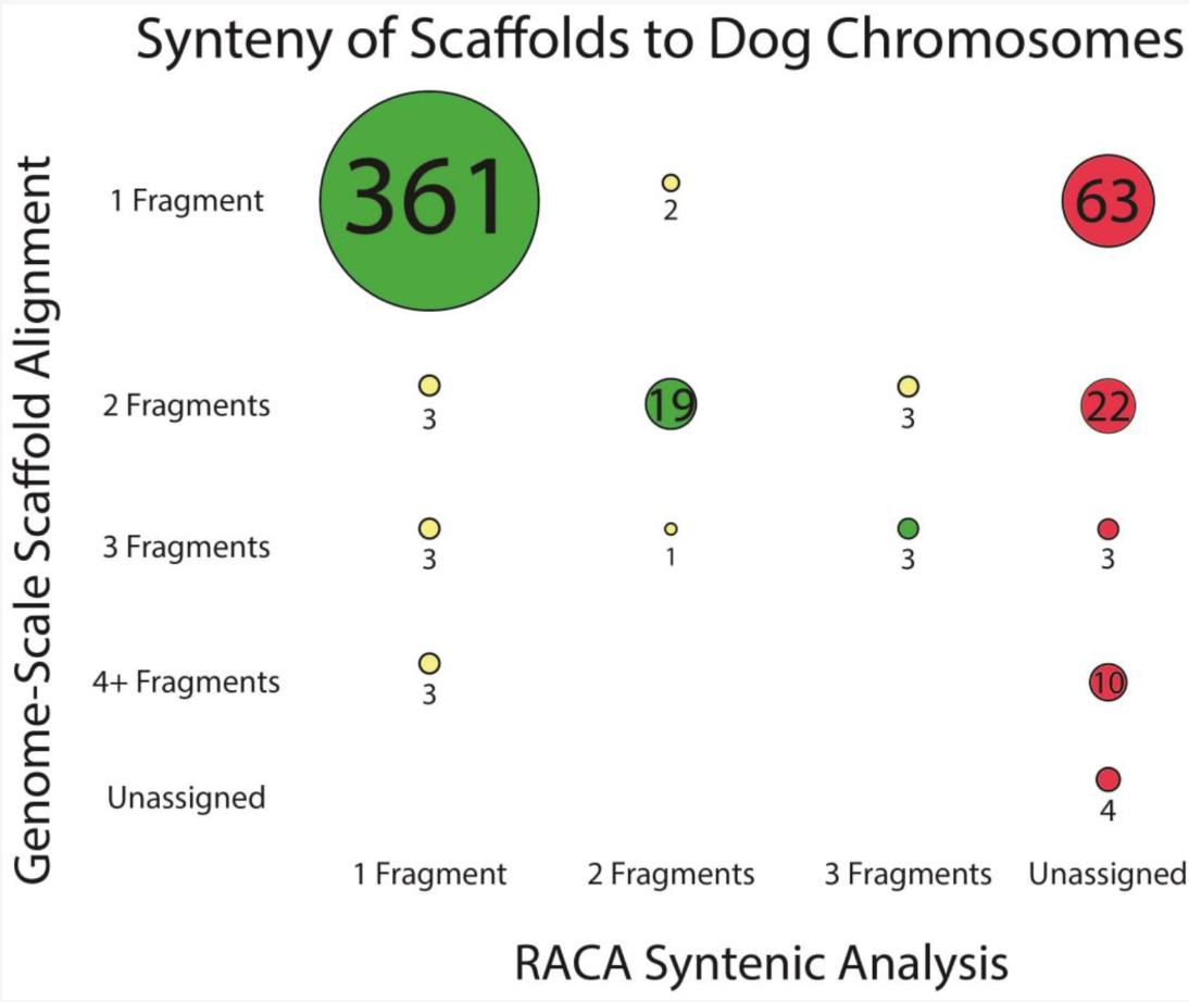Construction of Red Fox Chromosomal Fragments from the Short-Read Genome Assembly