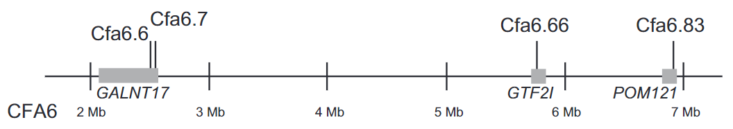 Four structural variants associated with human‐directed sociability in dogs are not found in tame red foxes (<i>Vulpes vulpes</i>)