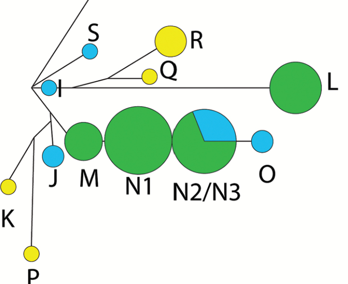 Y-Chromosome Markers for the Red Fox