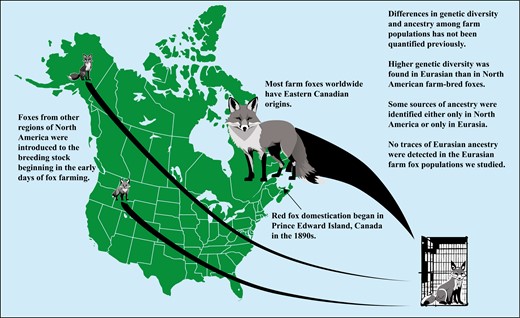 Missing history of a modern domesticate: Historical demographics and genetic diversity in farm-bred red fox populations